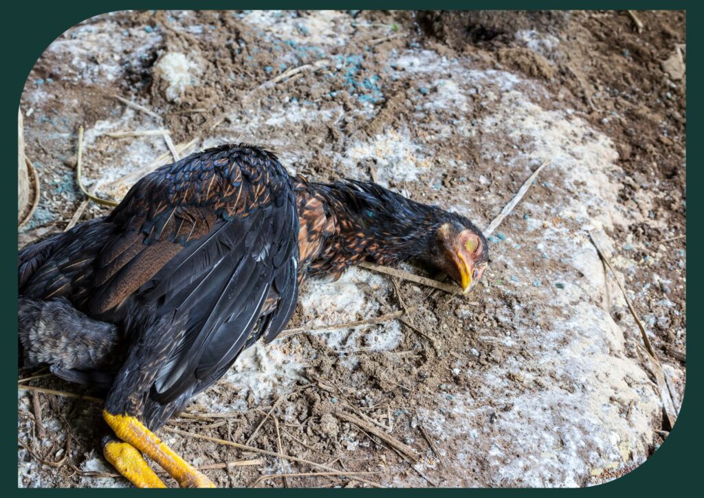 Common chicken diseases can significantly impact the health and well-being of poultry.