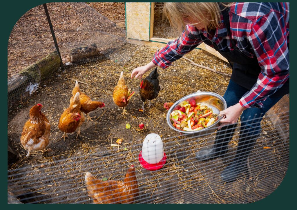 An idyllic retirement, abundant with clucks, feathers, and the sheer delight of raising chickens.