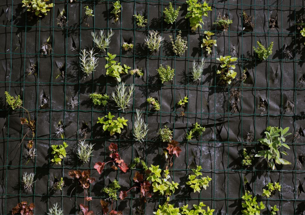 Spice herbs wall. 
