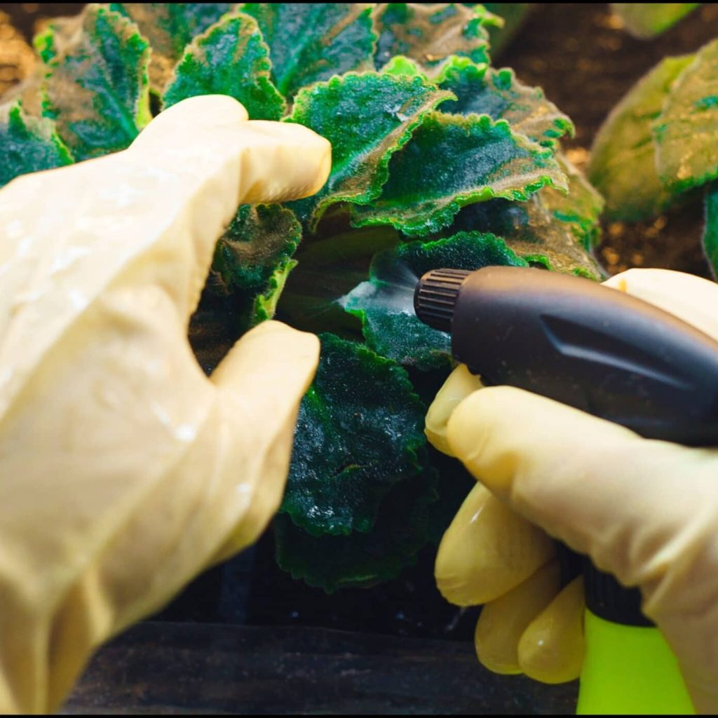 Senior-Friendly Pest Control: Tips and Tricks for a Bountiful Harvest