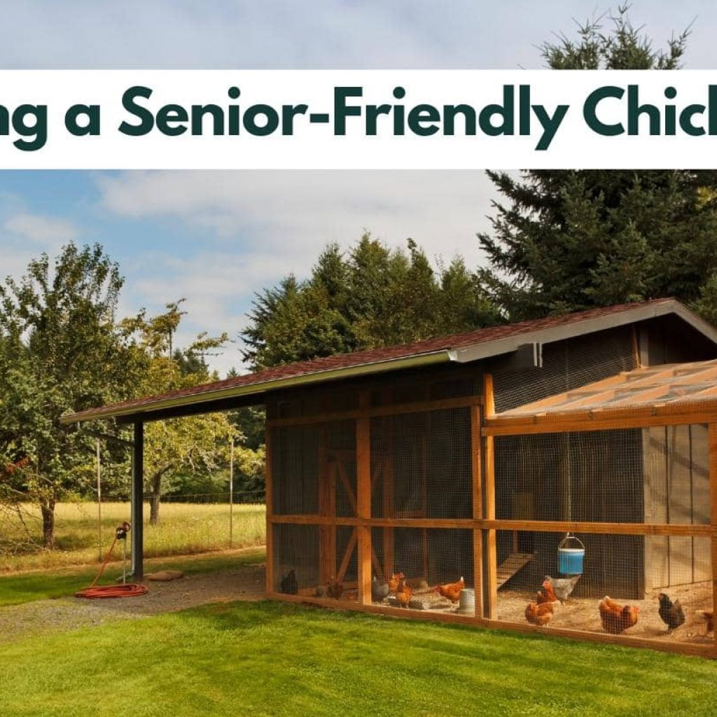 Premade Chicken Coops: Creative DIY Projects for Senior Chicken Enthusiasts