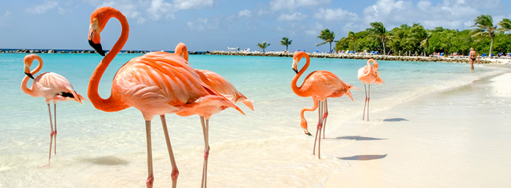 Images of four pink flamingos in a Cayo Coco beach.