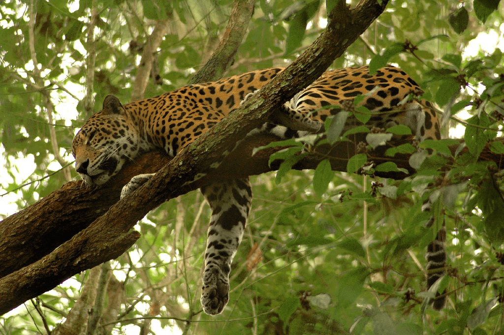 An image of a jaguar laying on a tree branch.