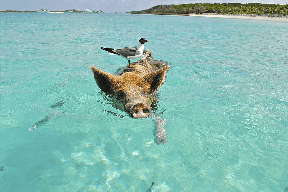 An image of a pig swimming in Exuma waters.