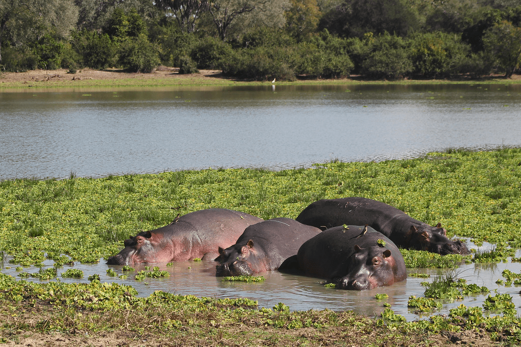 An image of hippos grazing the Selous Game Reserve.