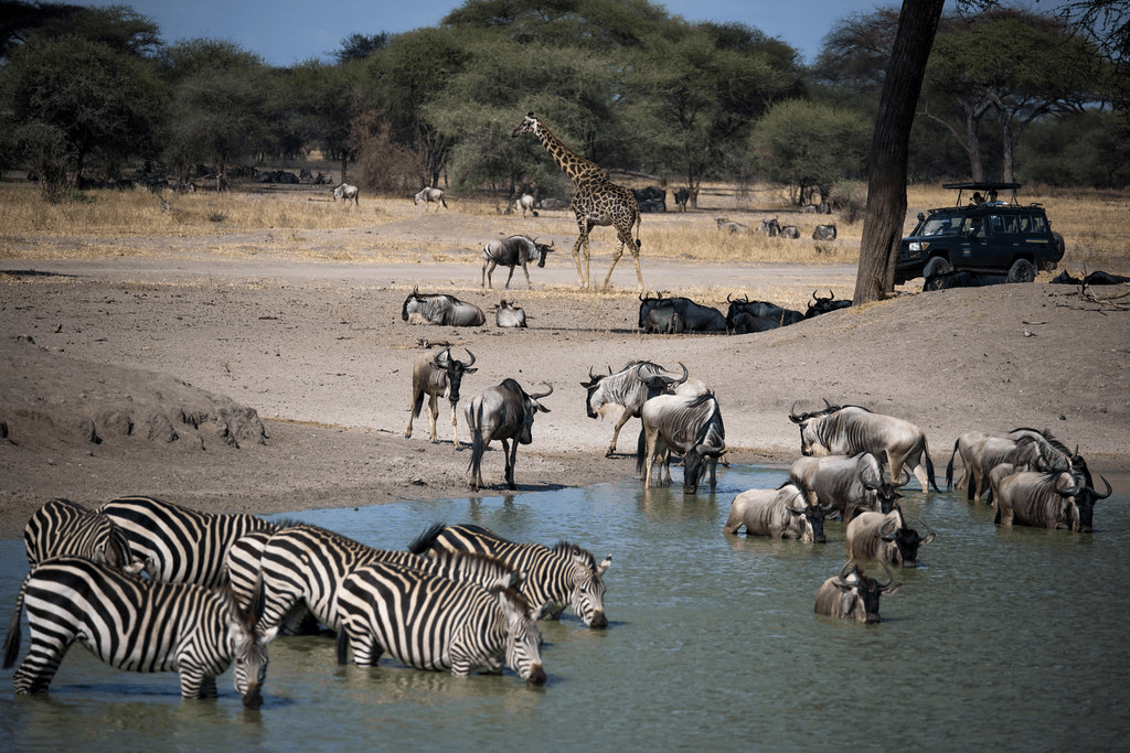 An image of tourists observing the Tarangire National Park wild life.
