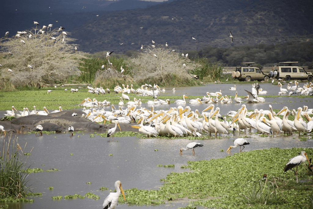 An image of a Lake Manyara national Park safari tour.