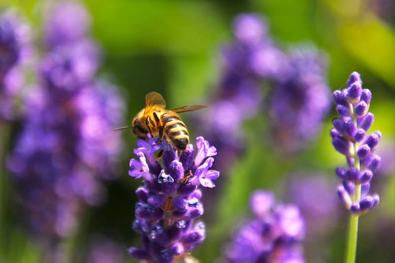 Senior beekeeping helps farmers raise our food. Honeybees are vital pollinators.