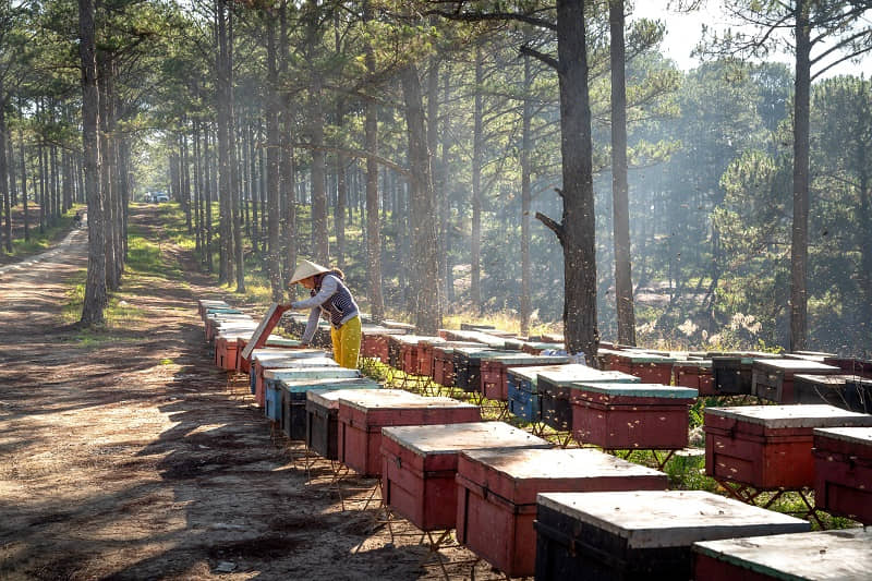 Global consumers recognized honey's importance as an immune booster and antiviral during the pandemic.