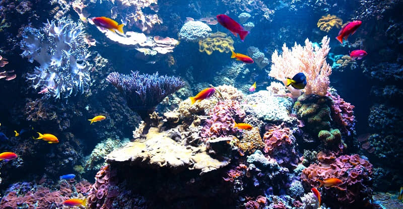 Of all the senior hobbies you might enjoy, tropical fishkeeping for pleasure and learning is probably the most relaxing.Â