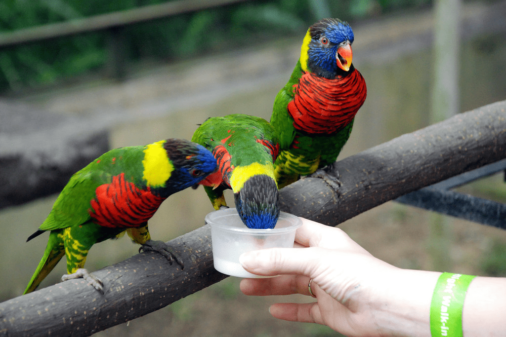 An image of birds being fed in Kuala Lumpur Bird Park.