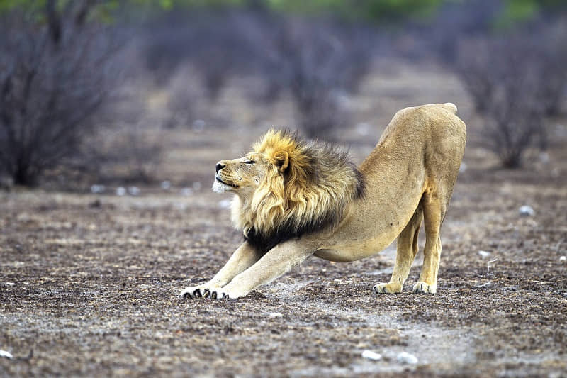 Stretching is such a basic part of keeping the living body agile that even animals do it