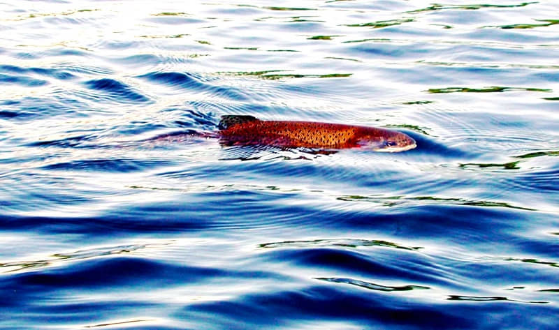 Colorful rainbow trout swimming in clear blue water with rippling surface reflections.