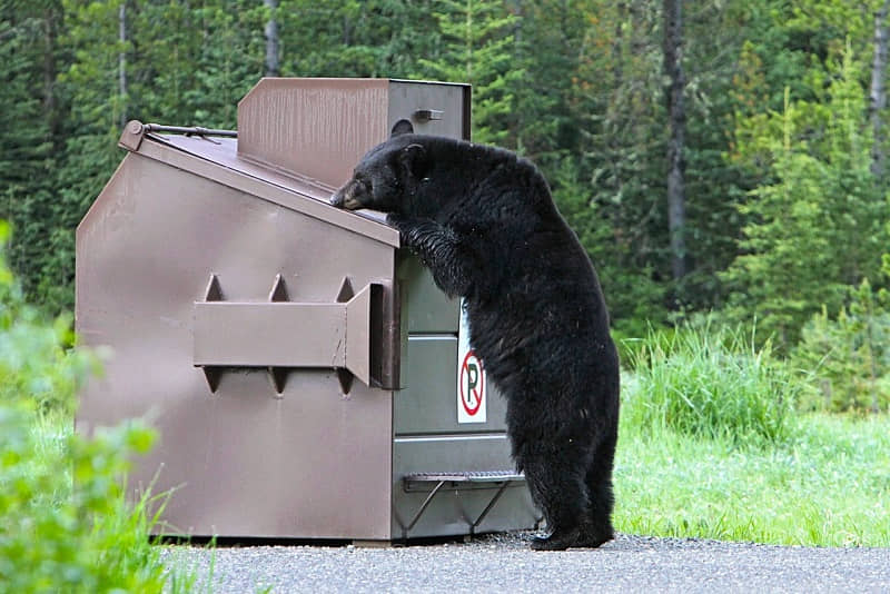 Experts advise senior beekeeping enthusiasts who live in bear country to establish electric fences around their properties.