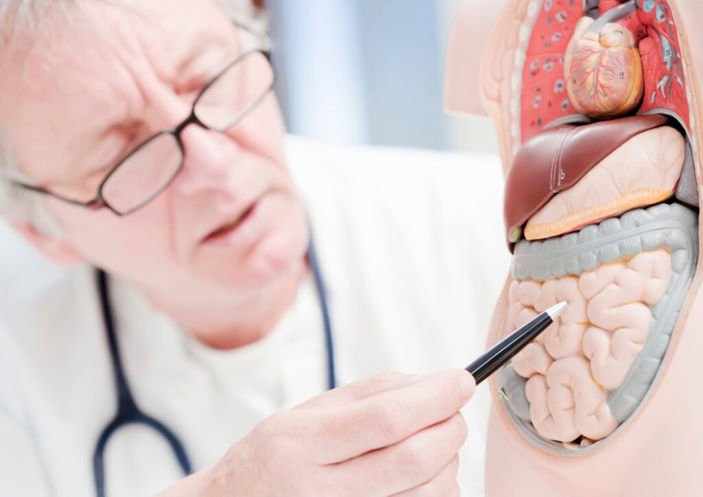 Doctor pointing at gut