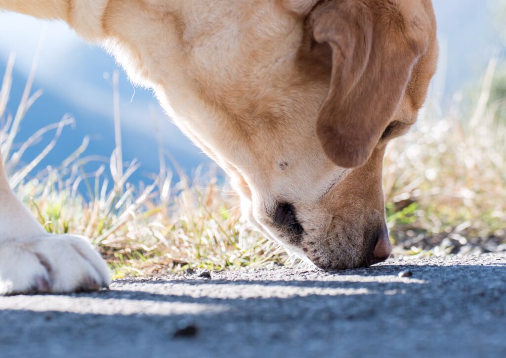A dog sniffing the ground on a walk