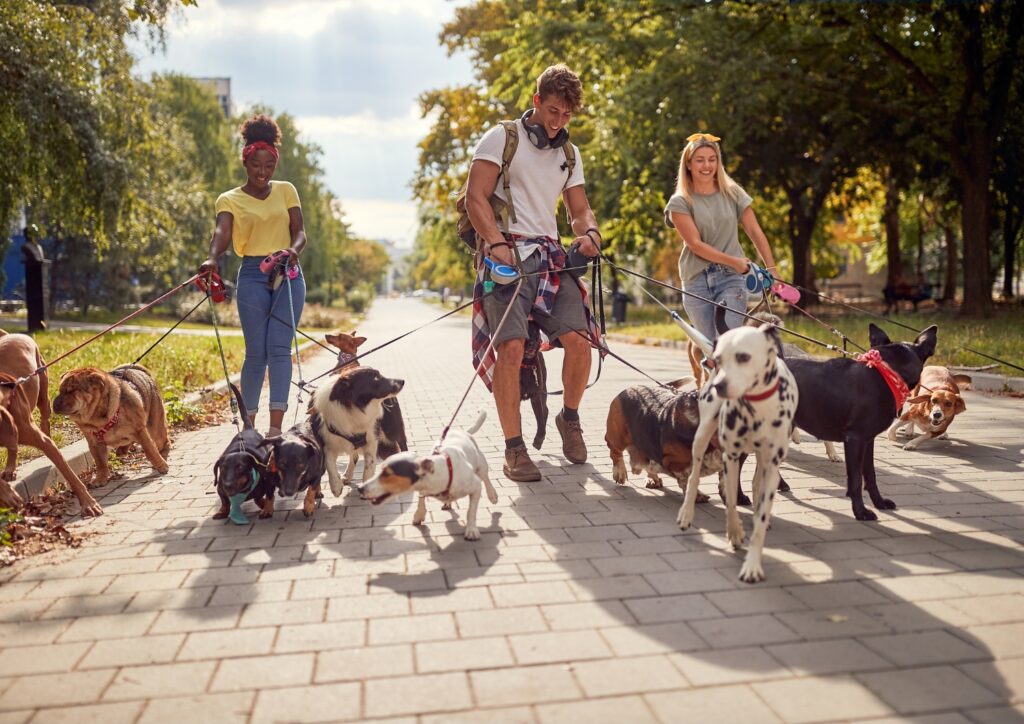 Professional dog walkers with dogs on a street