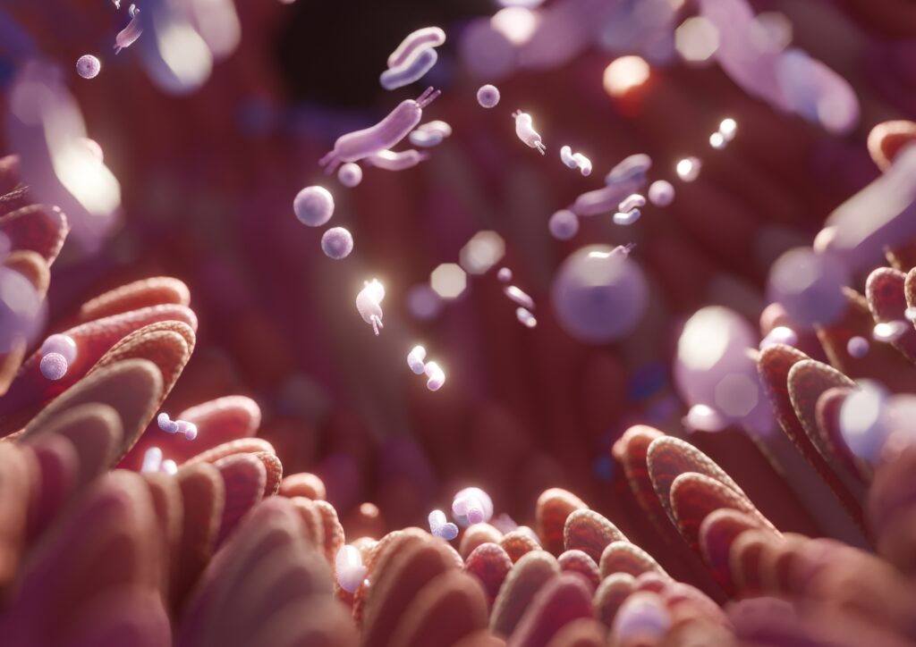 Illustration of the gut hormone system
