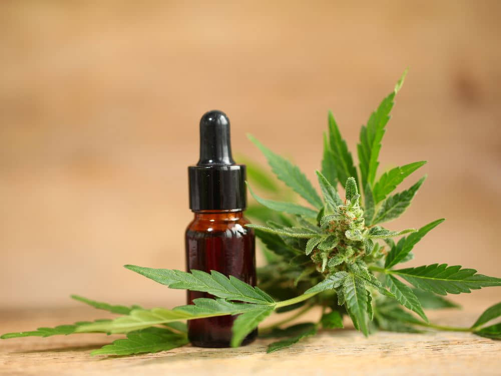 Current marijuana strains have potent THC levels that deliver intense effects.